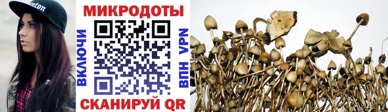 Псилоцибиновые грибы Psilocybe Кочубеевское